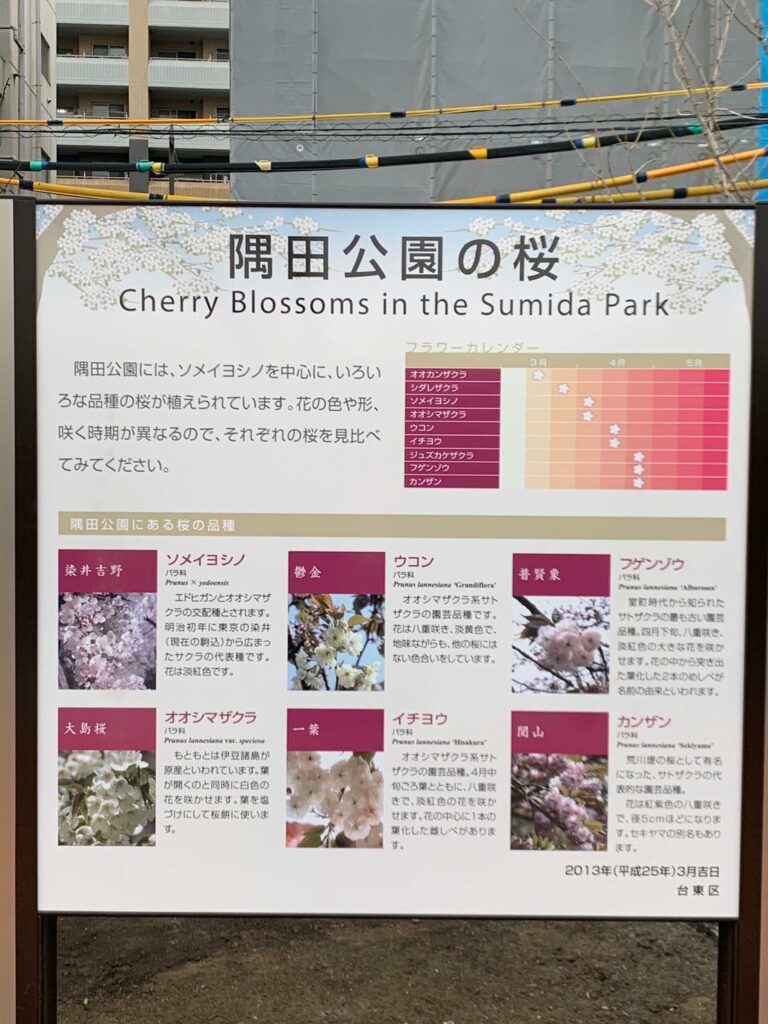 隅田公園日本櫻花景點