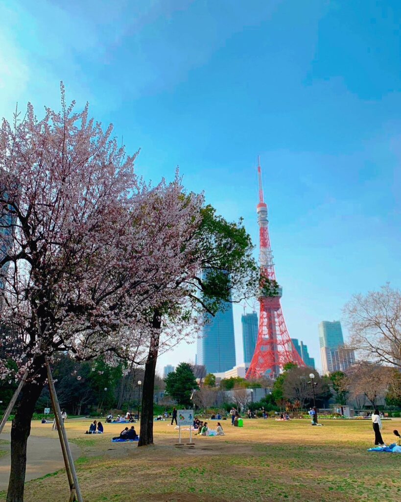 東京鐵塔櫻花
