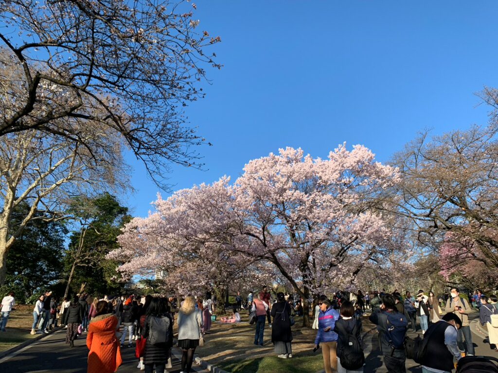新宿御苑櫻花