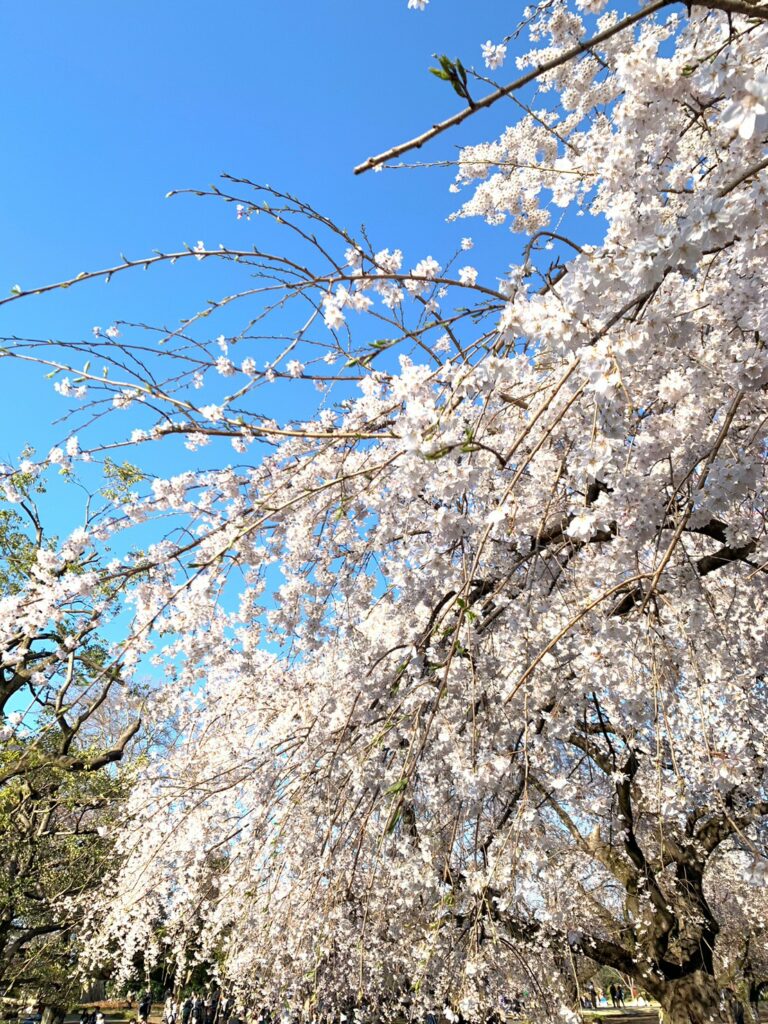 新宿御苑櫻花